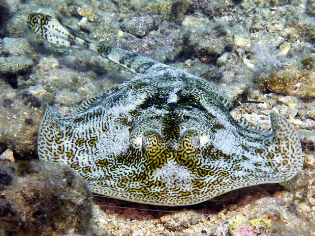 Underwater photograph by Joel Bergsma