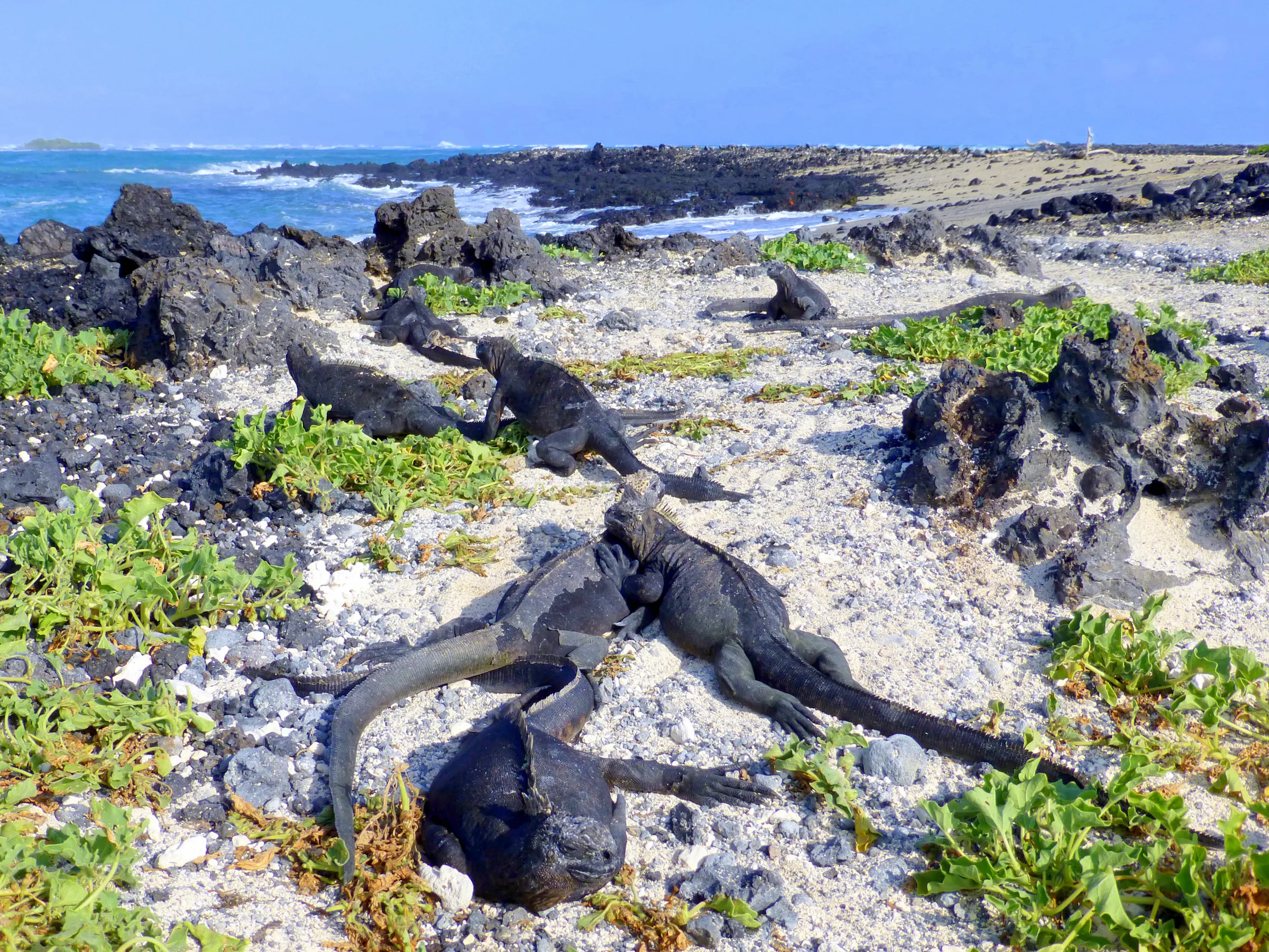 Marine Iguanas on a nesting beach.