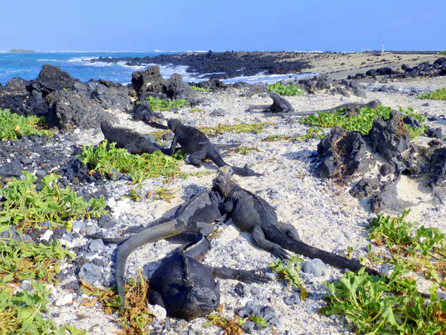 Marine Iguanas on a nesting beach.