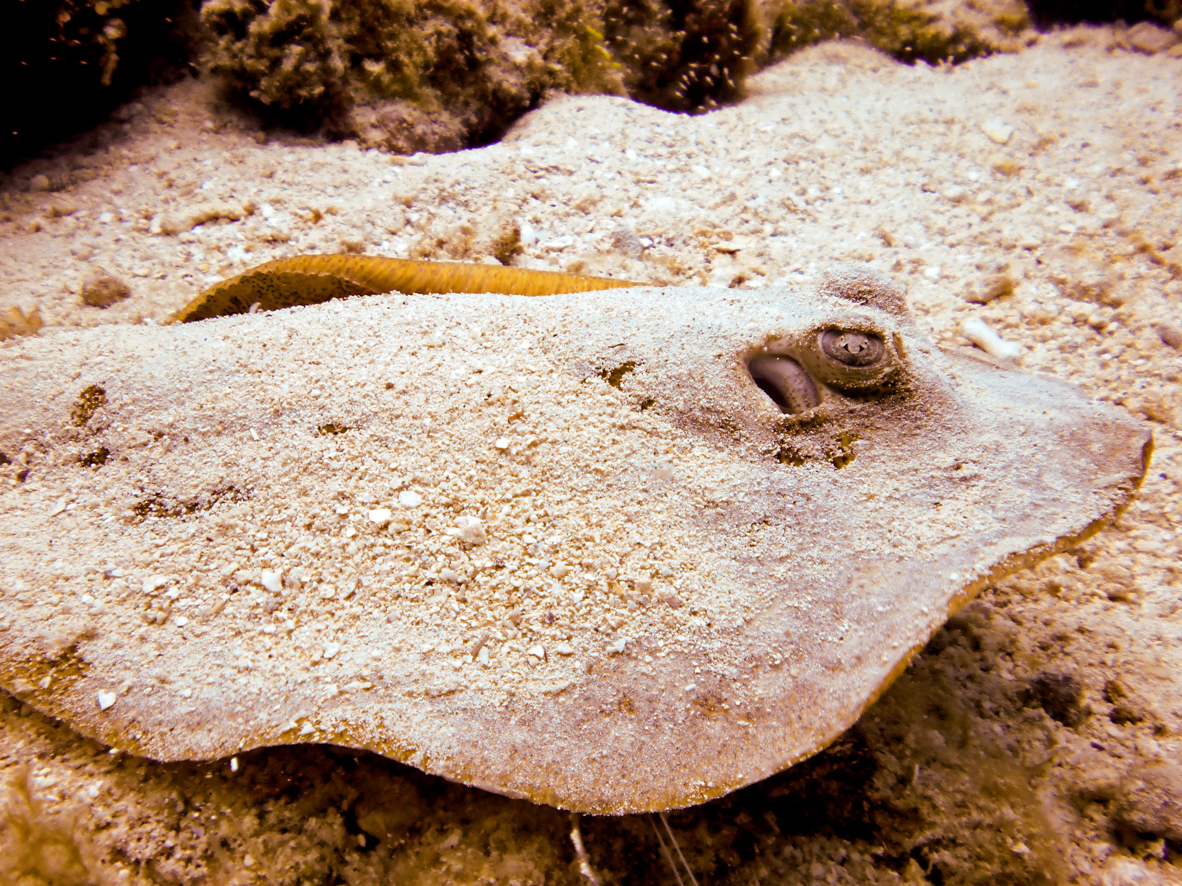 Yellow Stingray (disguised by the sand covering it)