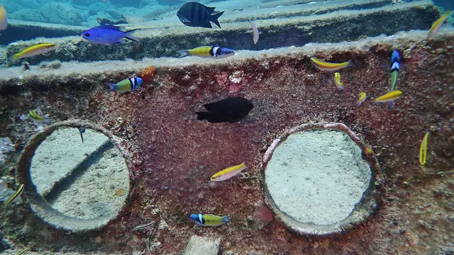Wrasse feed on Seargant Major's eggs