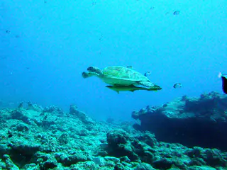Turtle swimming with a large remora attached to the bottom of its shell.