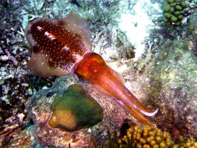 Underwater photograph by Joel Bergsma