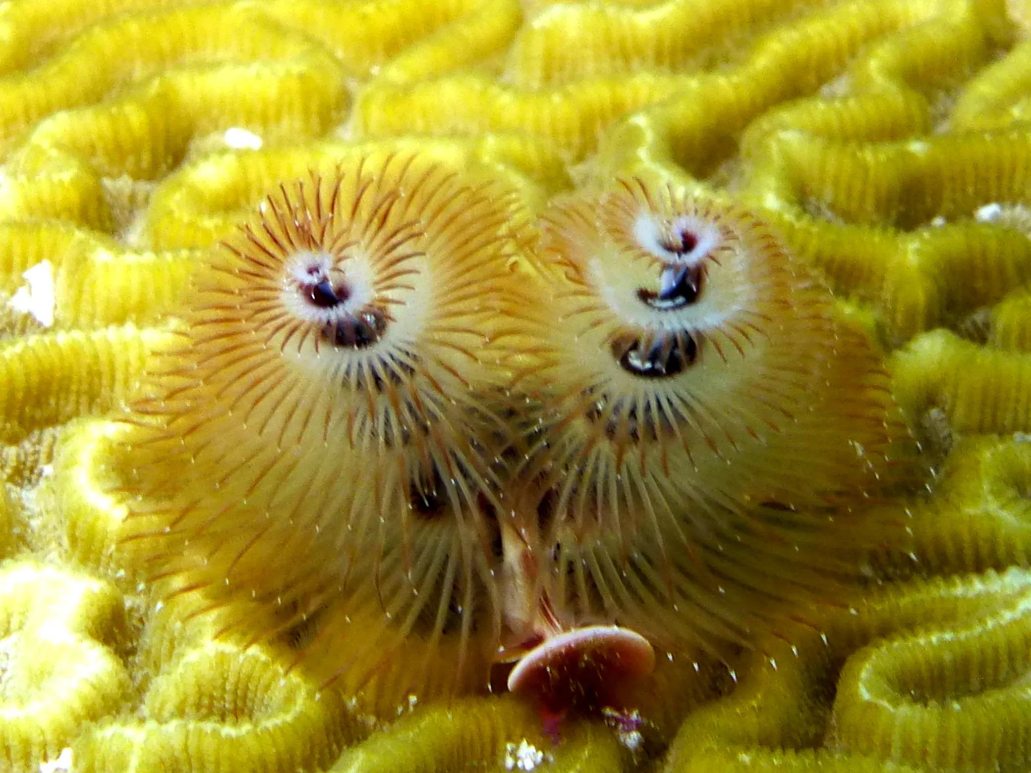 Christmas Tree Worm, Bonaire, 2013
