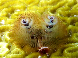 Underwater photograph by Joel Bergsma