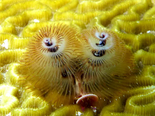 Underwater photograph by Joel Bergsma