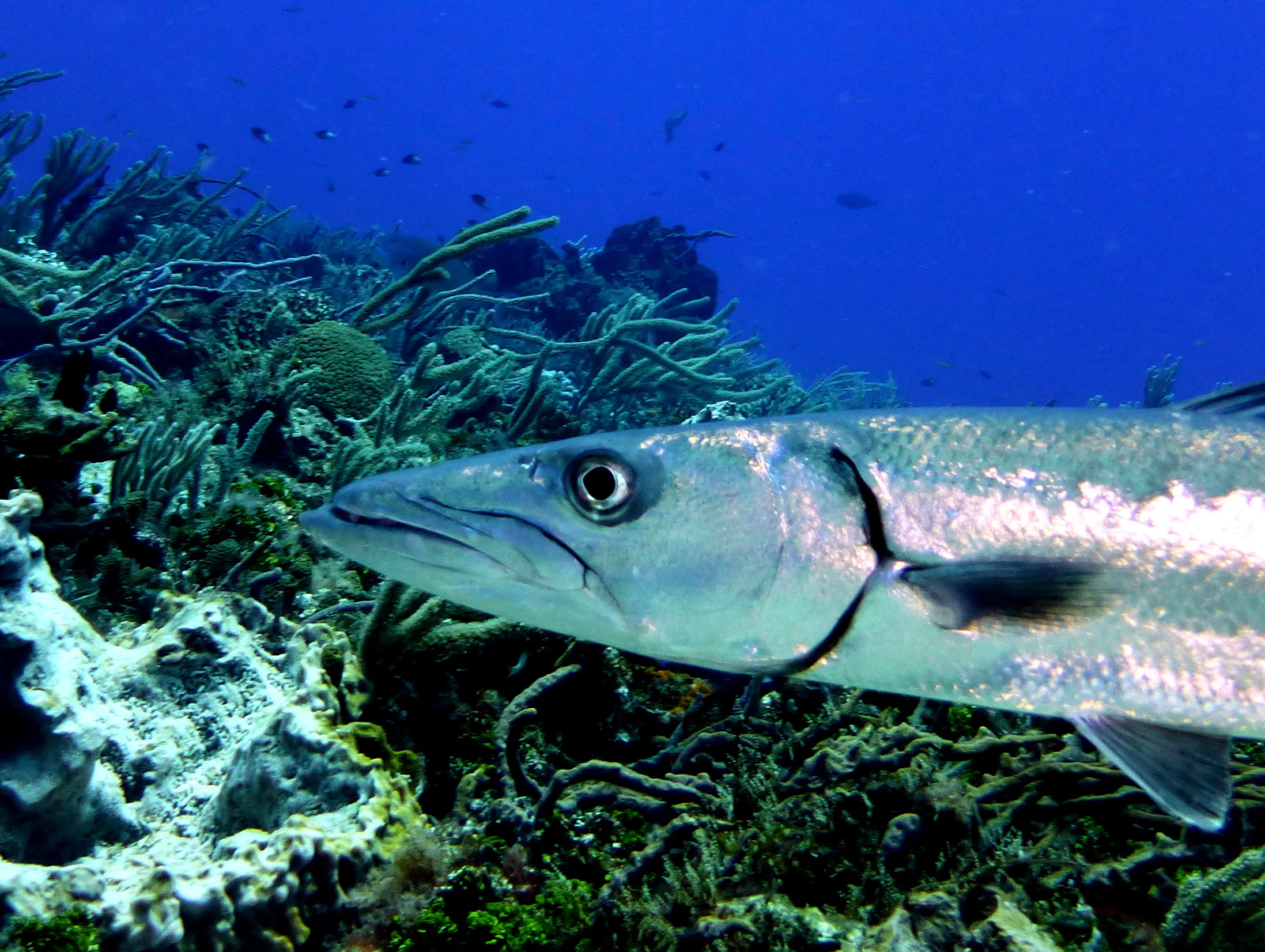 Barracuda, Cozumel, 2014
