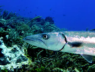 Underwater photograph by Joel Bergsma