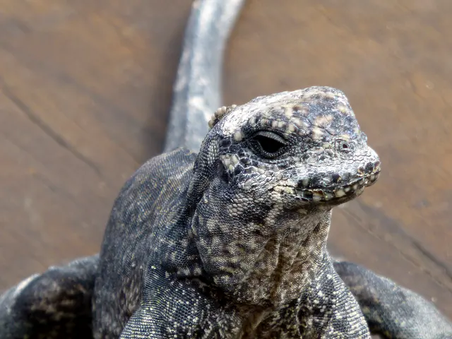 Marine Iguana (endemic species).  Warming itself on the outdoor deck of the Lodge.