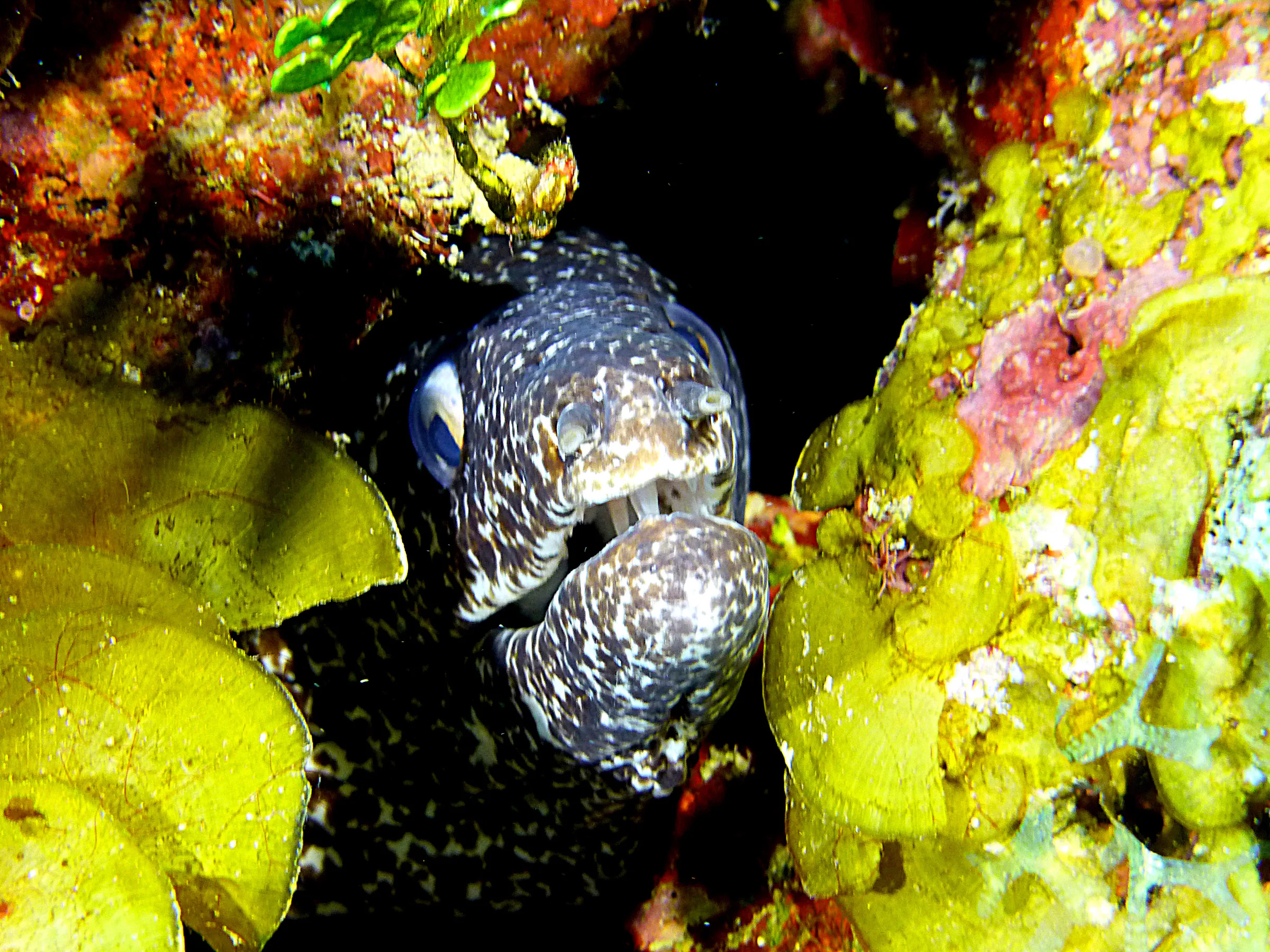 Spotted Moray Eel, Belize, 2017