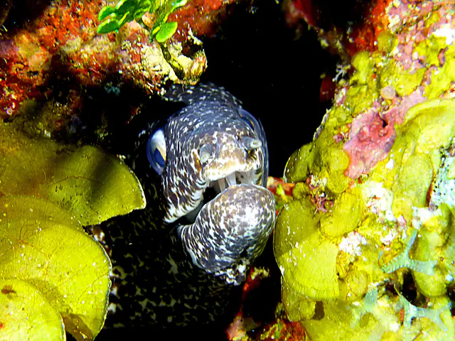 Underwater photograph by Joel Bergsma