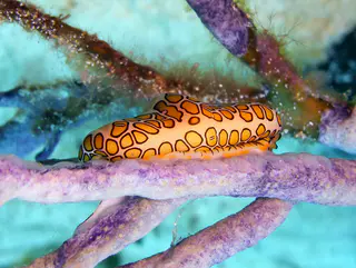 Underwater photograph by Joel Bergsma