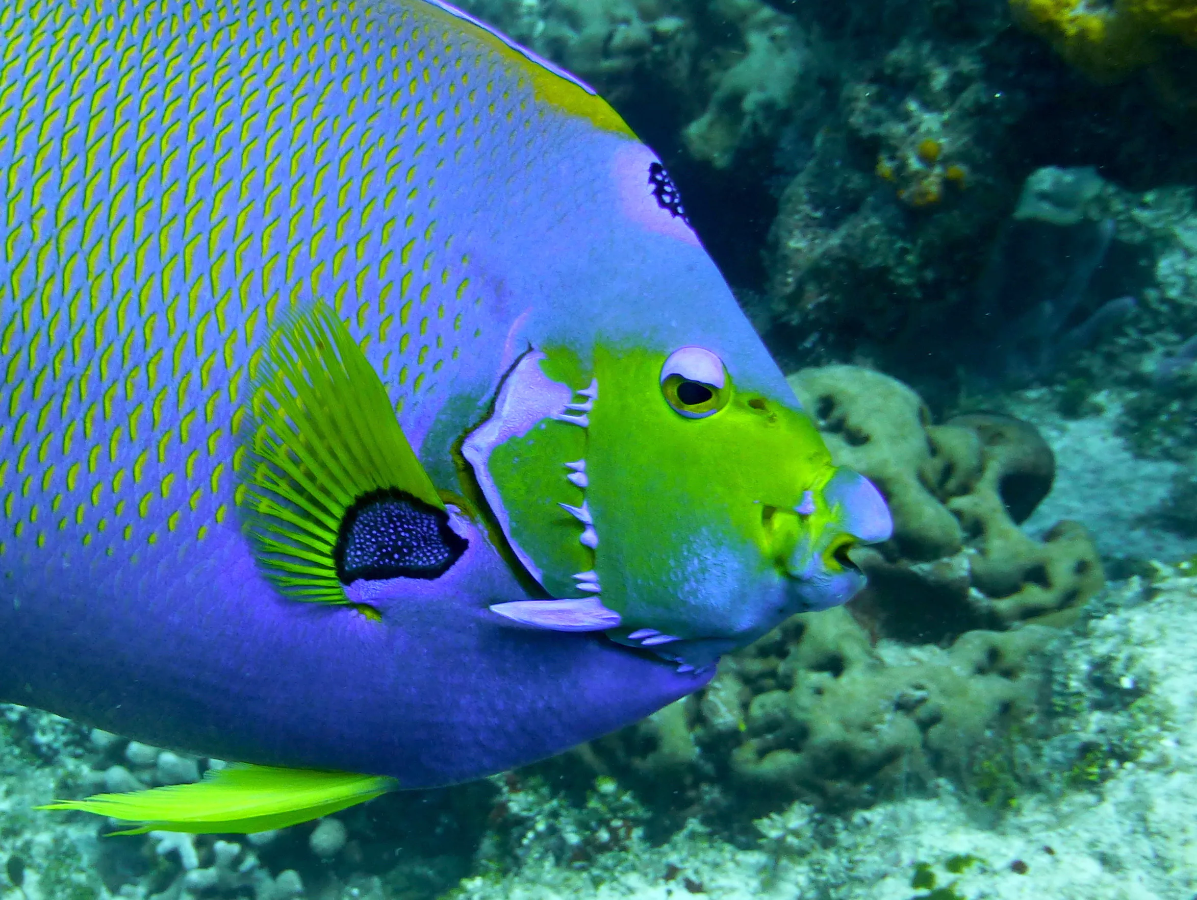 Queen Angelfish, Cozumel, 2014