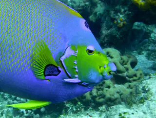 Underwater photograph by Joel Bergsma