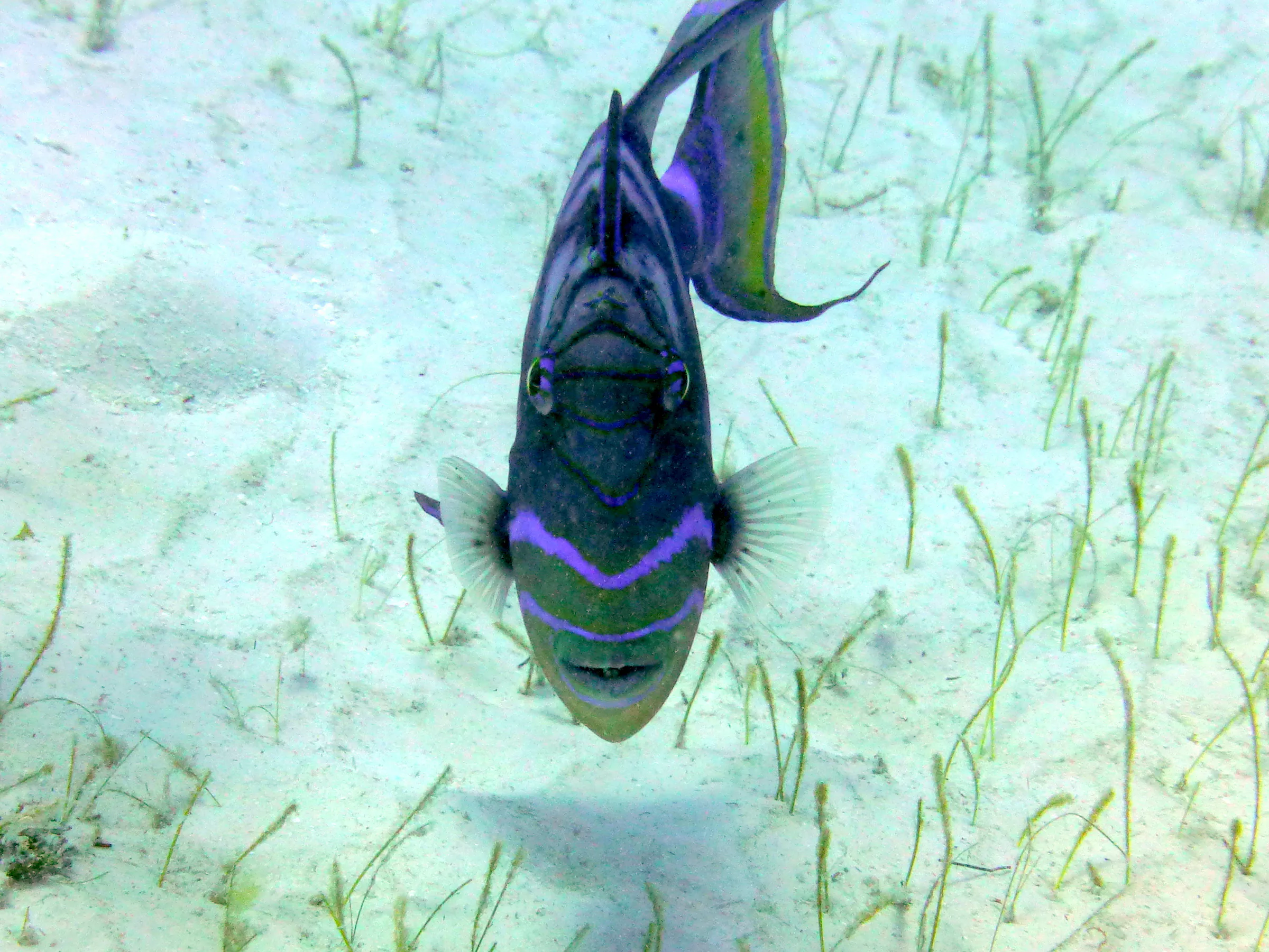 Queen Triggerfish, Belize, 2017