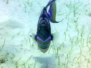 Underwater photograph by Joel Bergsma