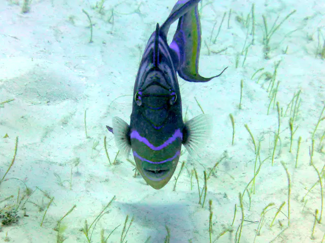 Underwater photograph by Joel Bergsma