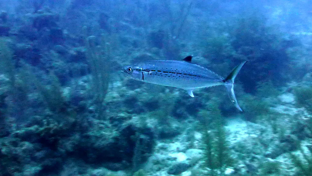 Underwater photograph by Joel Bergsma