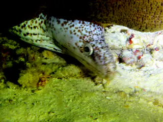 Underwater photograph by Joel Bergsma