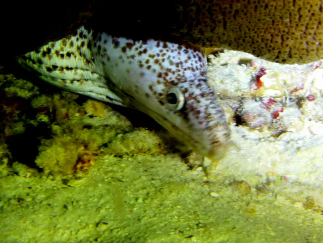 Underwater photograph by Joel Bergsma