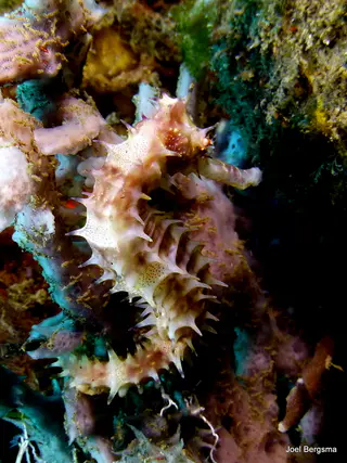 Underwater photograph by Joel Bergsma