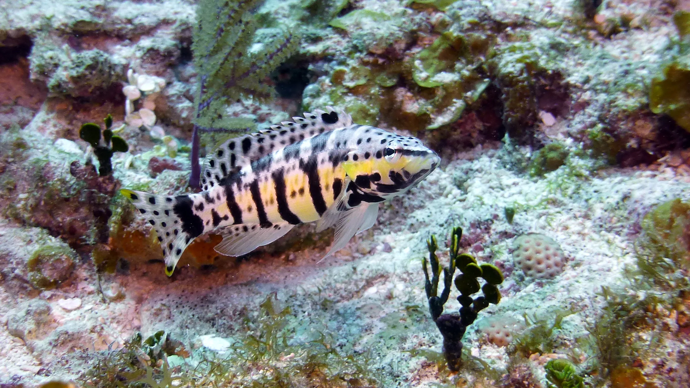 Harlequin Bass, Belize, 2017