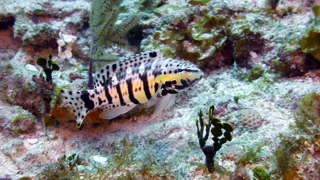 Underwater photograph by Joel Bergsma