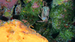Underwater photograph by Joel Bergsma