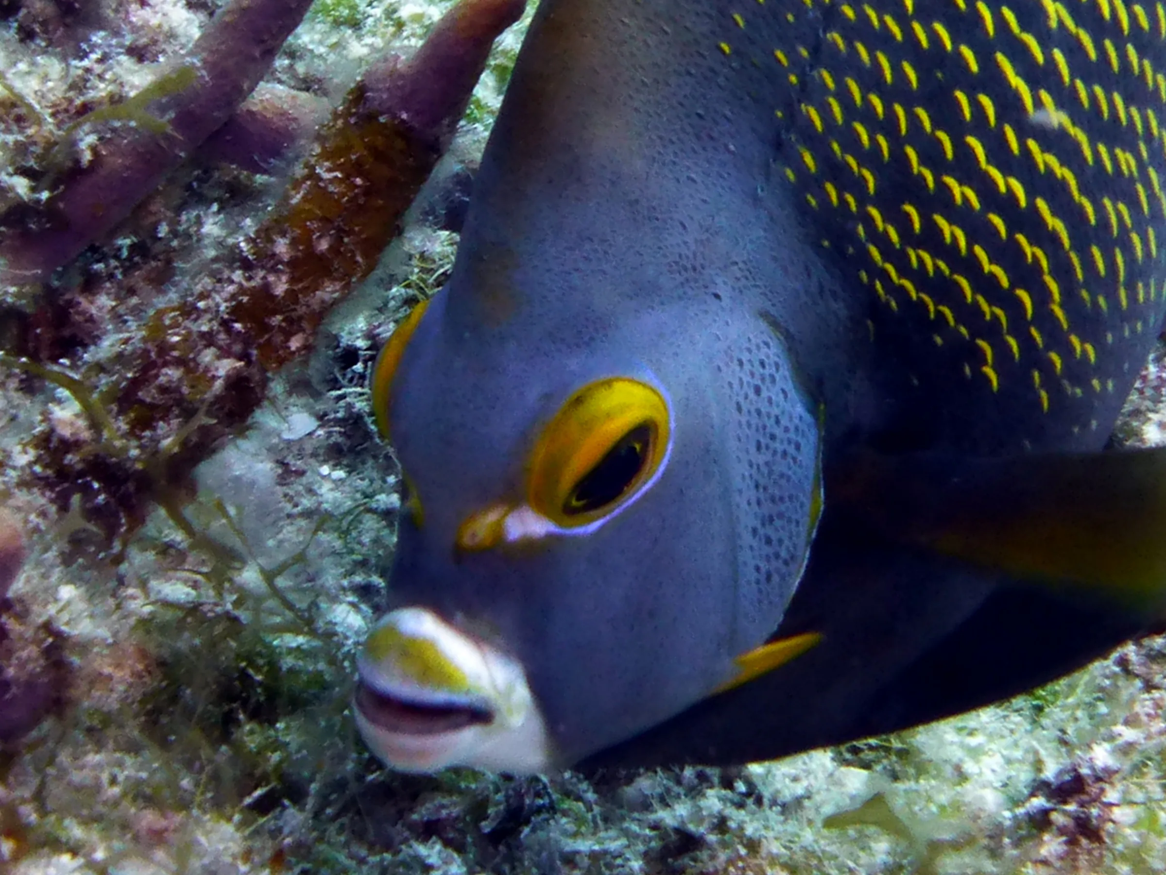 Angelfish, Cozumel, 2013