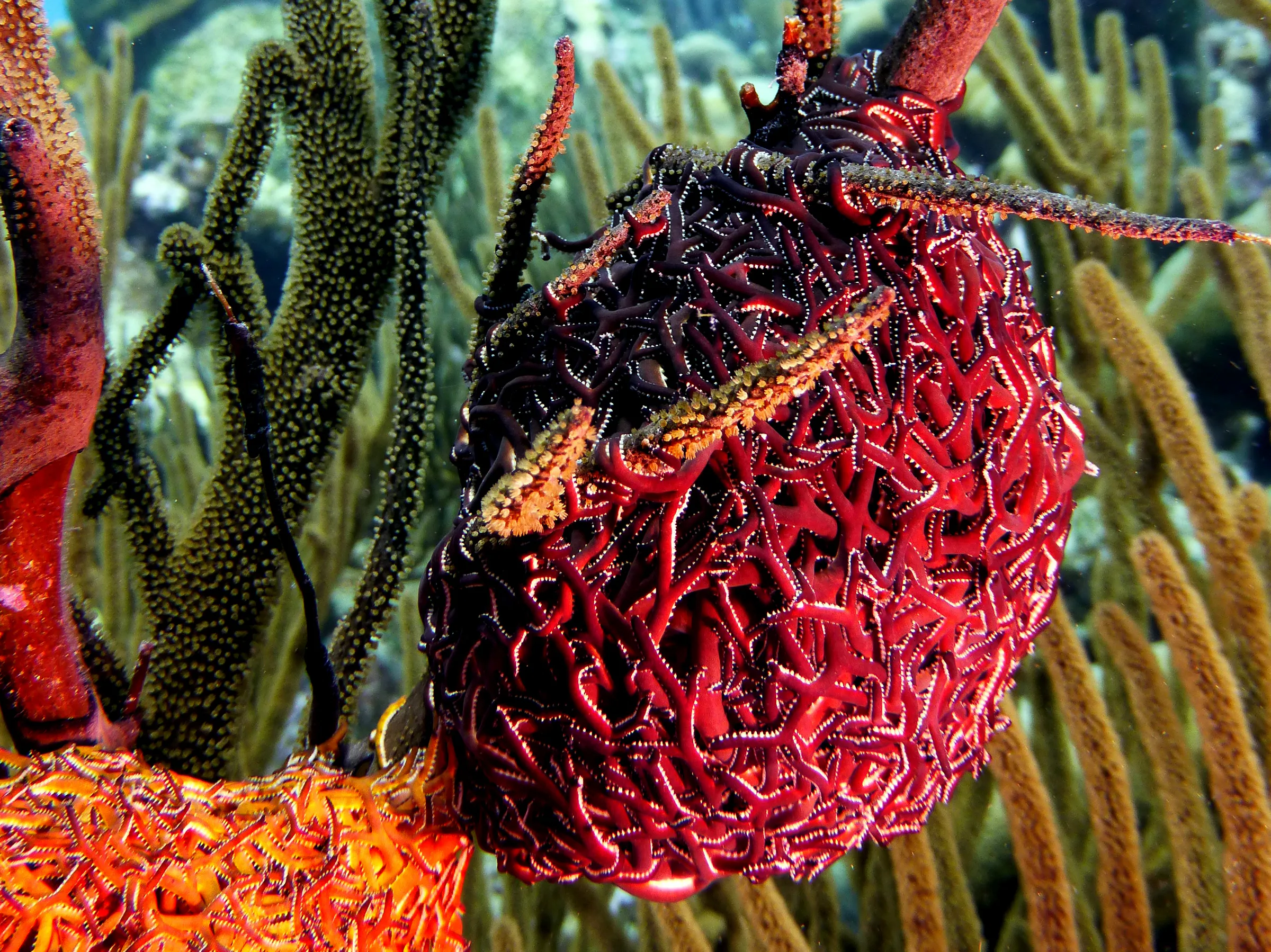 Worm, Bonaire, 2013