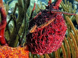 Underwater photograph by Joel Bergsma