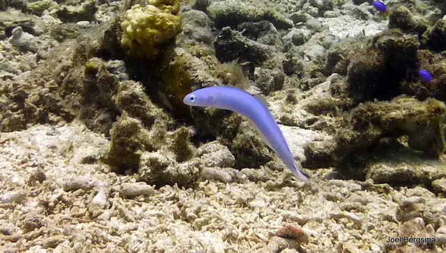 Underwater photograph by Joel Bergsma