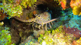 Lobster with eggs