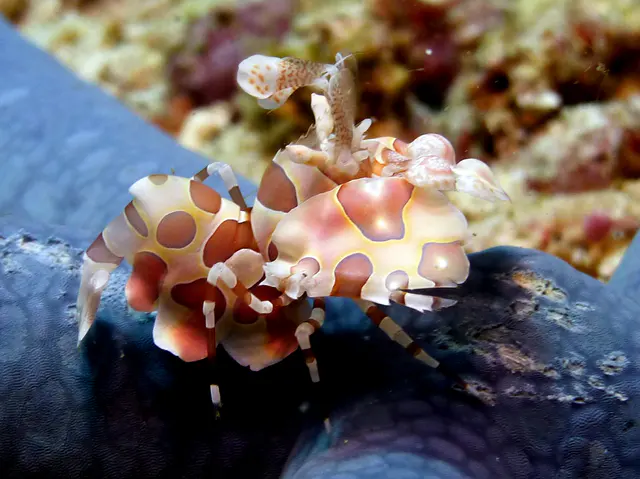 Underwater photograph by Joel Bergsma