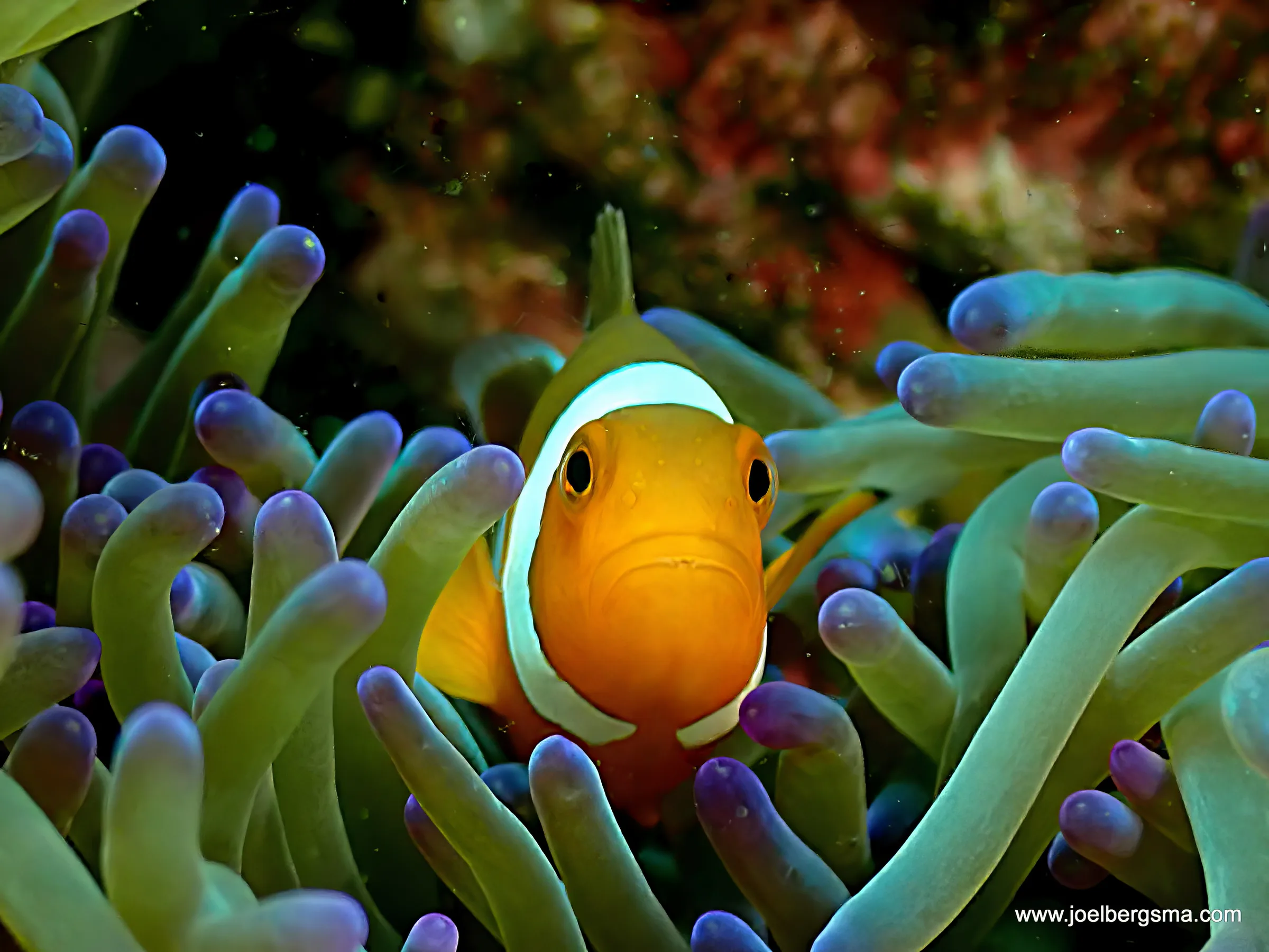 Philippines underwater photograph, 2022