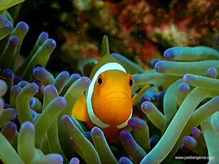Underwater photograph by Joel Bergsma