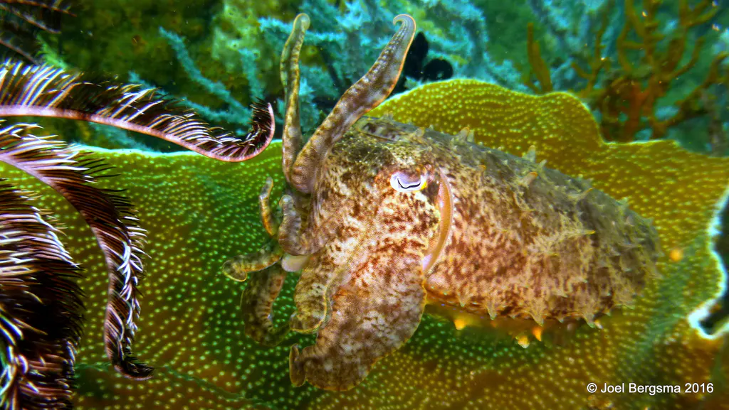 Underwater photograph by Joel Bergsma