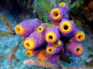 Underwater photograph by Joel Bergsma