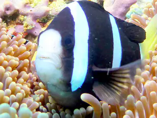 Underwater photograph by Joel Bergsma