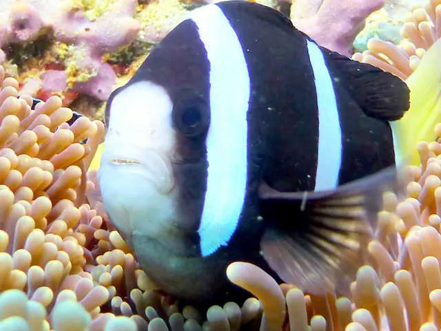 Underwater photograph by Joel Bergsma