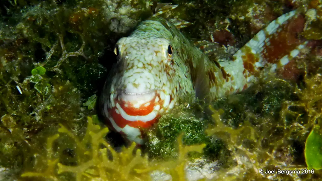 Underwater photograph by Joel Bergsma
