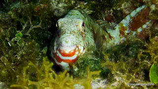 Underwater photograph by Joel Bergsma