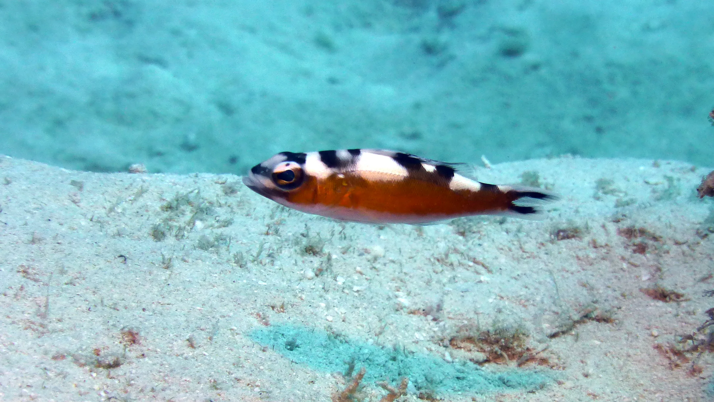 Tobaccofish, Belize, 2017