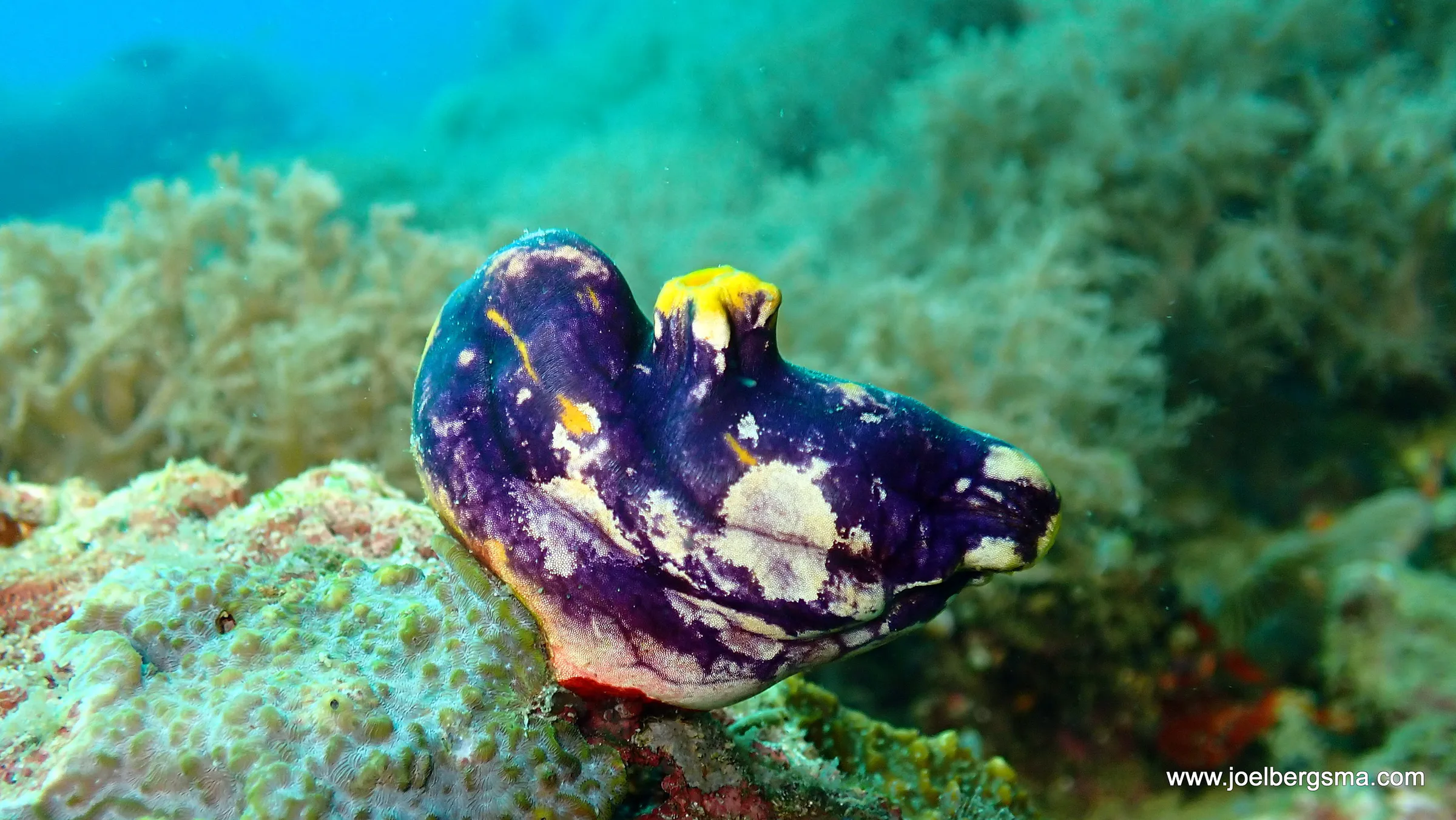 Philippines underwater photograph, 2022