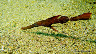 Underwater photograph by Joel Bergsma