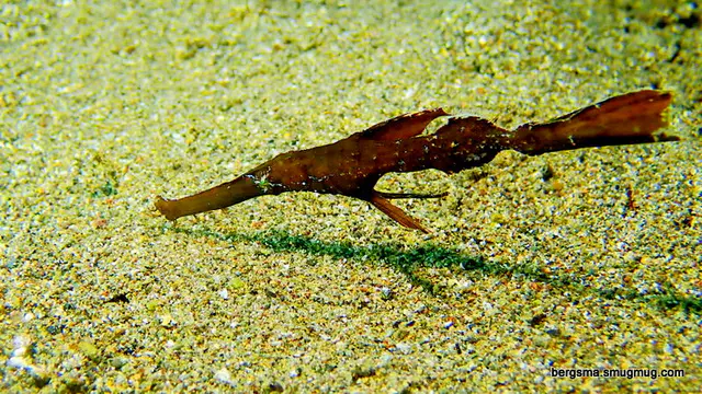 Underwater photograph by Joel Bergsma