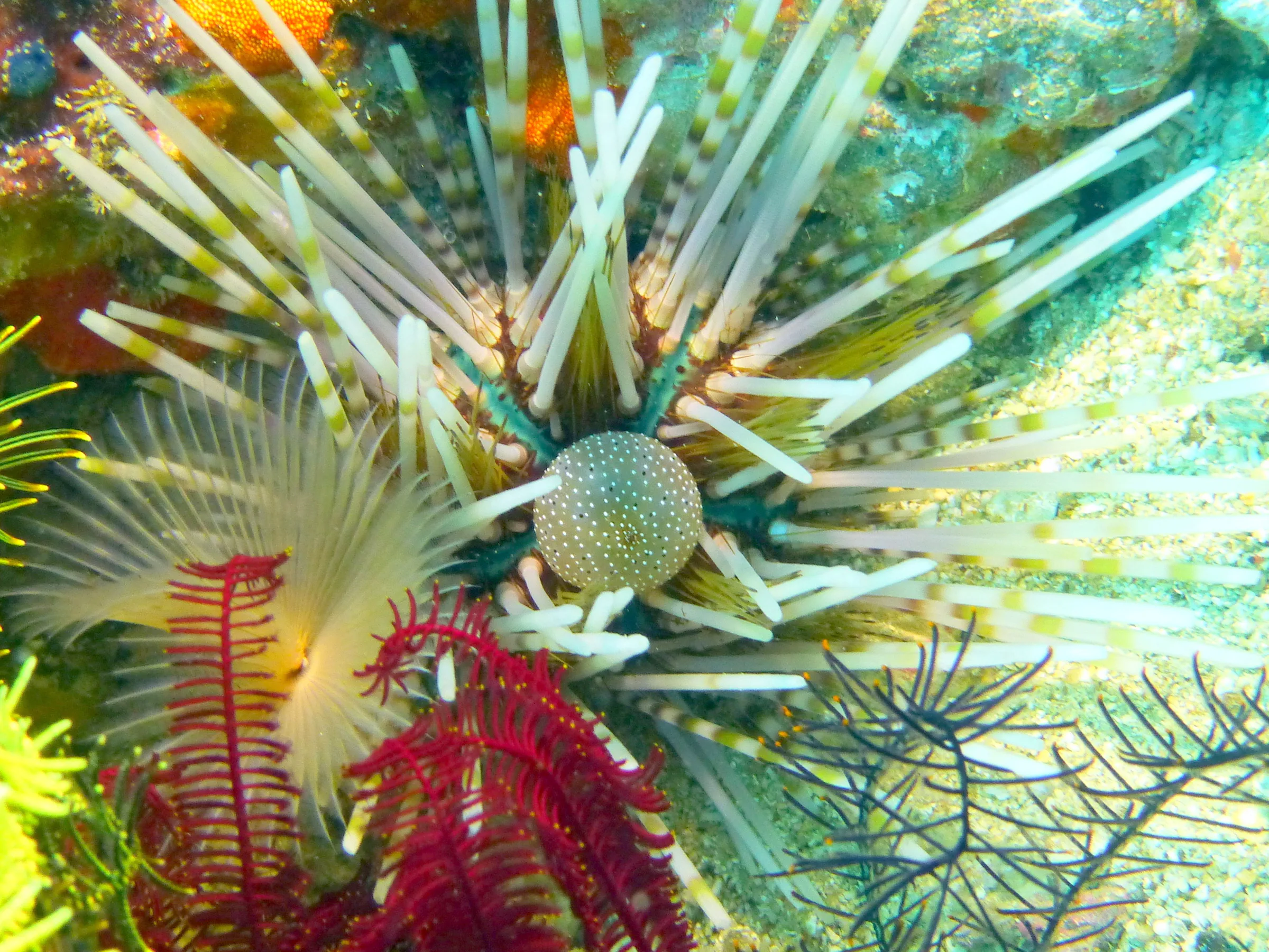 Urchin, Philippines, 2014