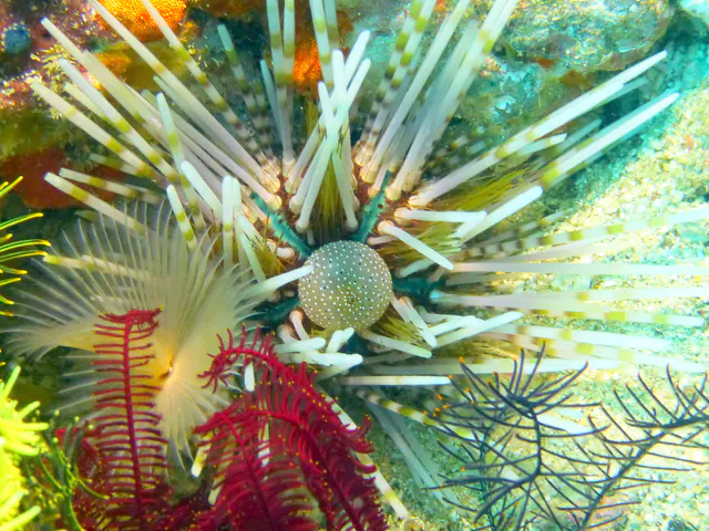 Underwater photograph by Joel Bergsma