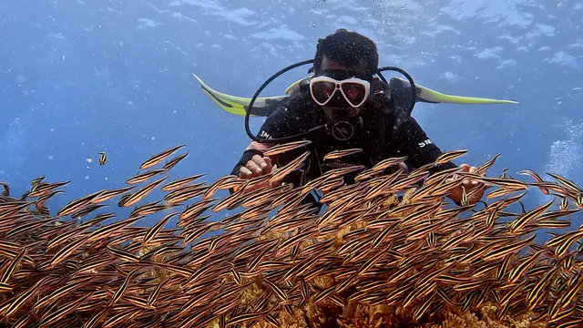 Underwater photograph by Joel Bergsma