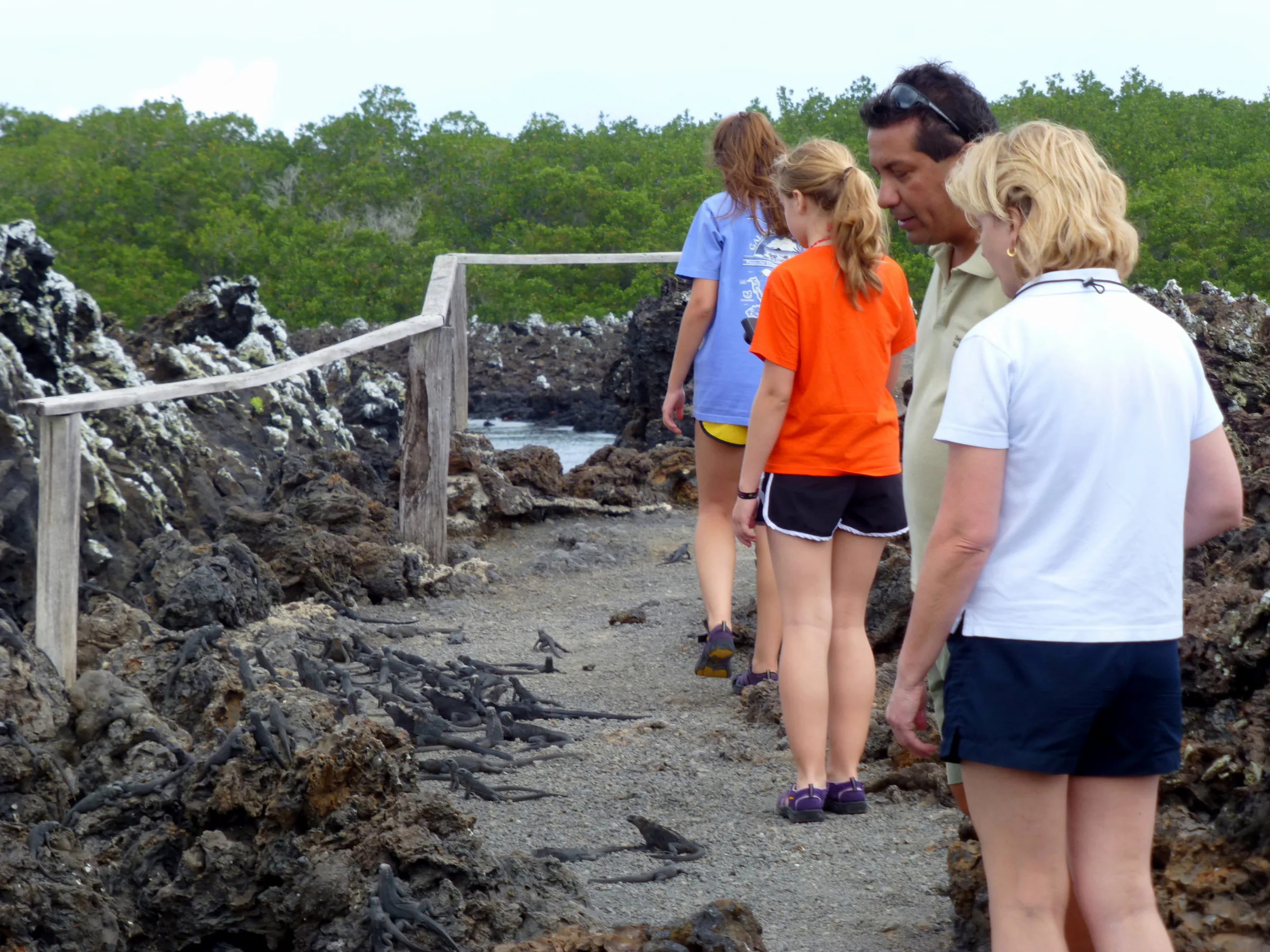 Juvenile Marine Iguanas lined the path at this point.